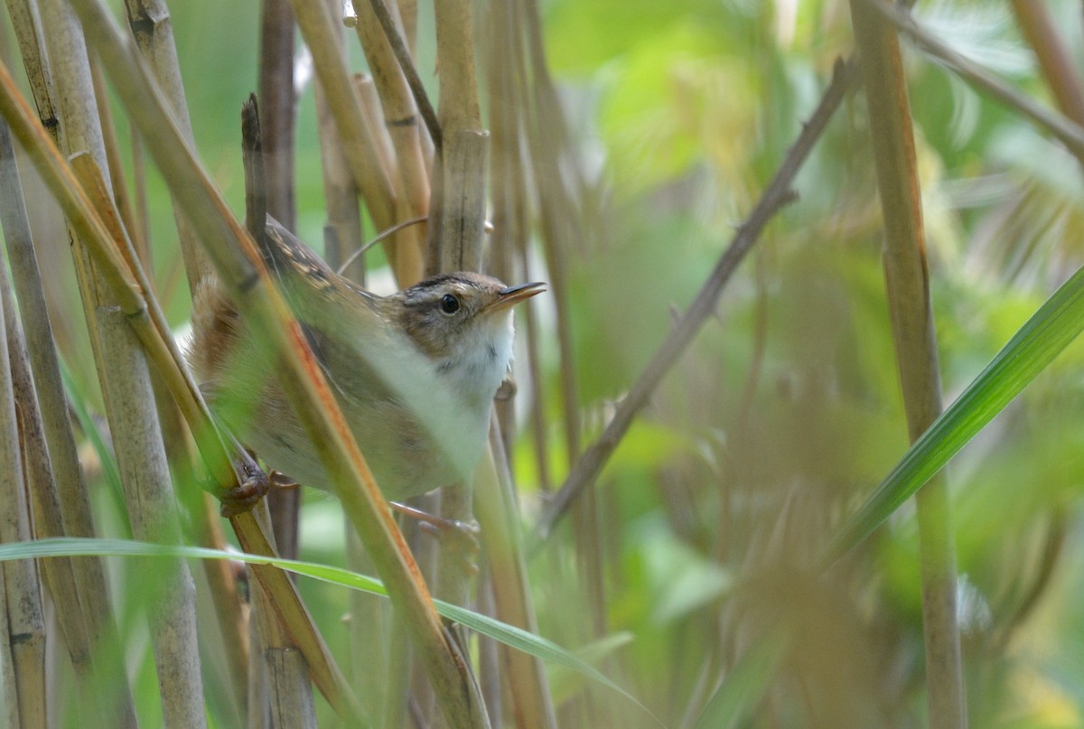 Marsh Wren - Jay Wherley