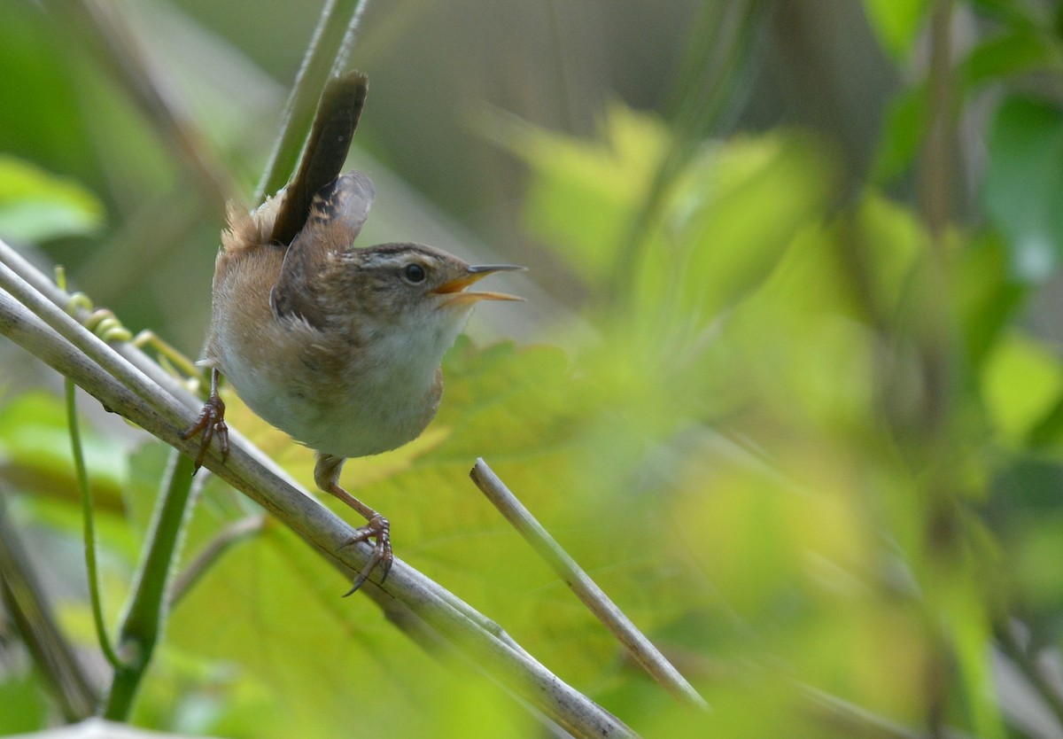 Marsh Wren - Jay Wherley