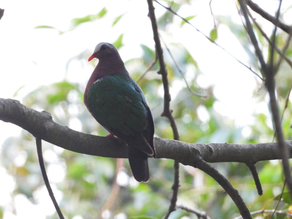 Asian Emerald Dove - Krishnamoorthy Raju