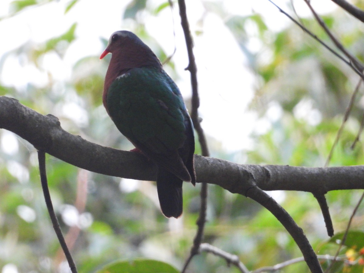 Asian Emerald Dove - Krishnamoorthy Raju