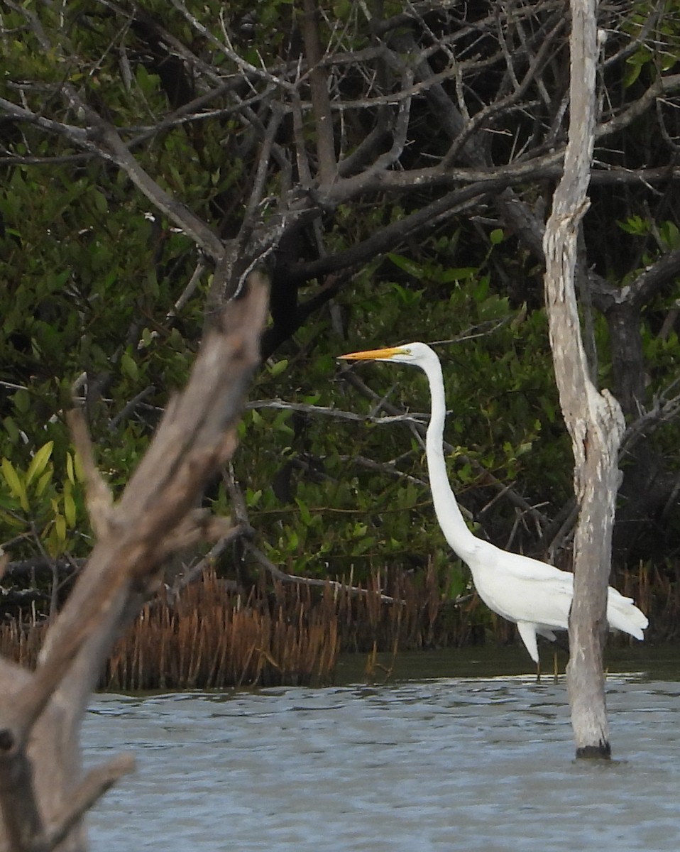 Great Egret - Cisca  Rusch