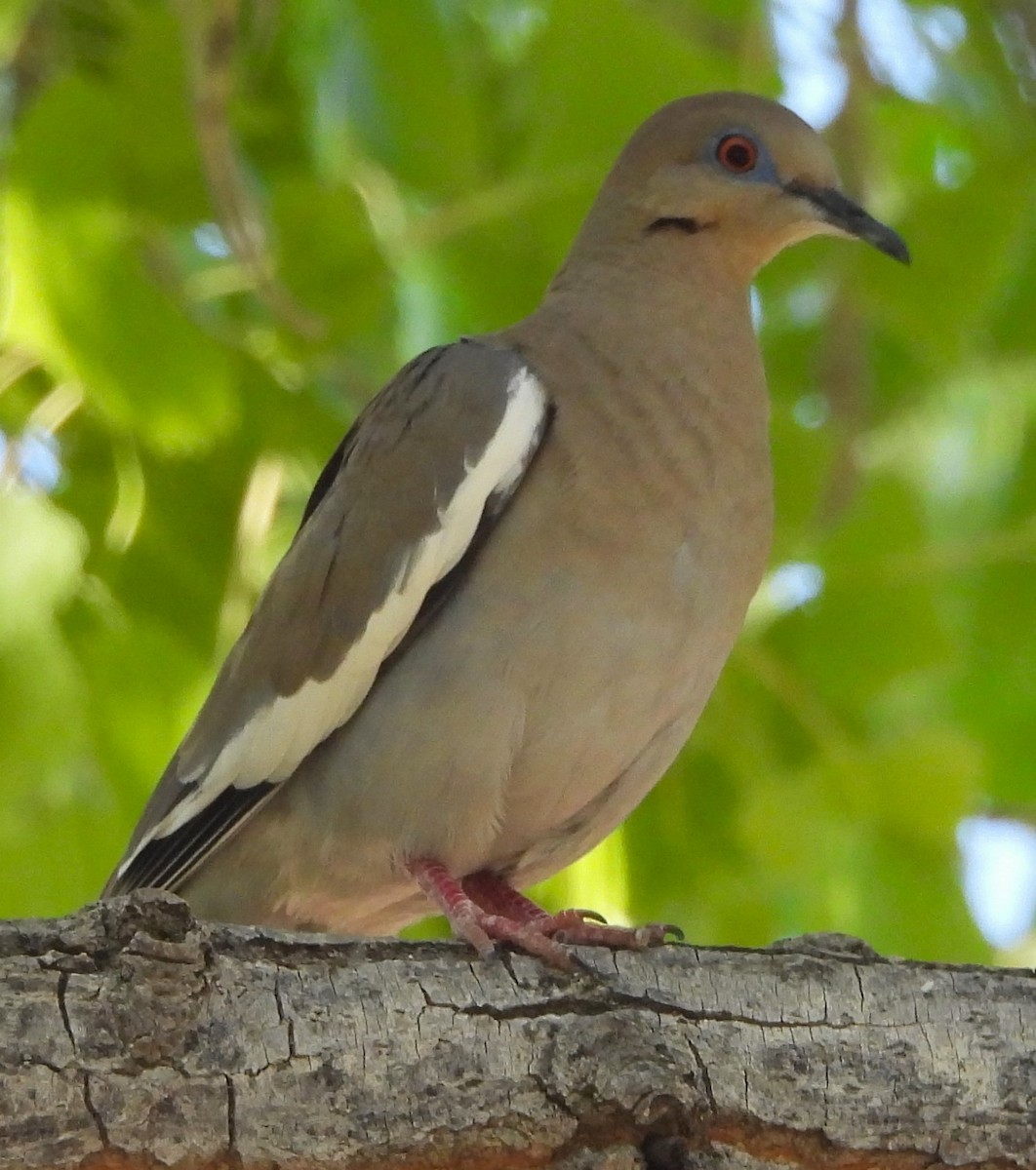 White-winged Dove - ML619132370