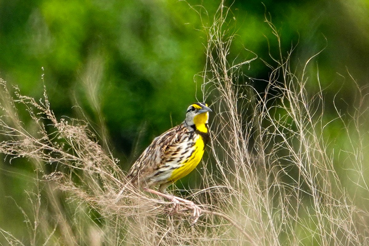 Eastern Meadowlark - Kathy Doddridge