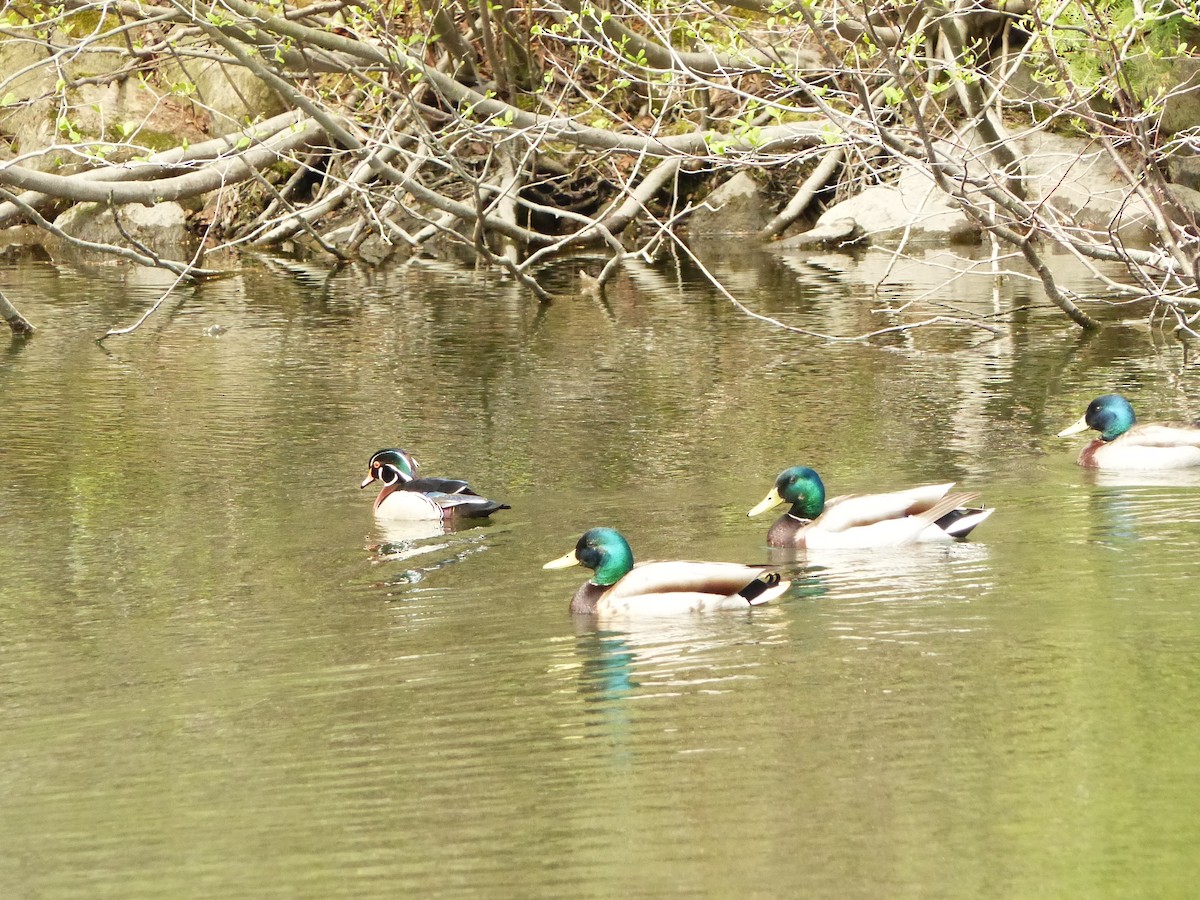 Wood Duck - Francine Cauchon