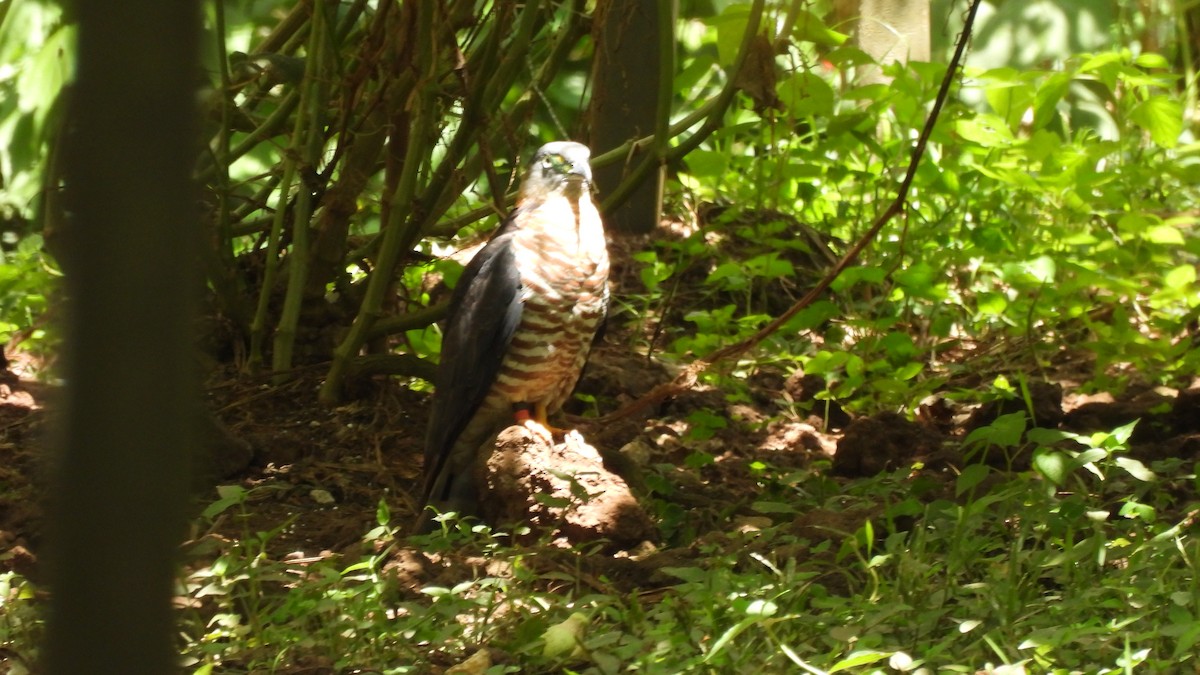 Hook-billed Kite - Karen Evans