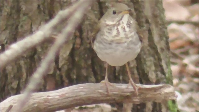 Bicknell's Thrush - ML619132399