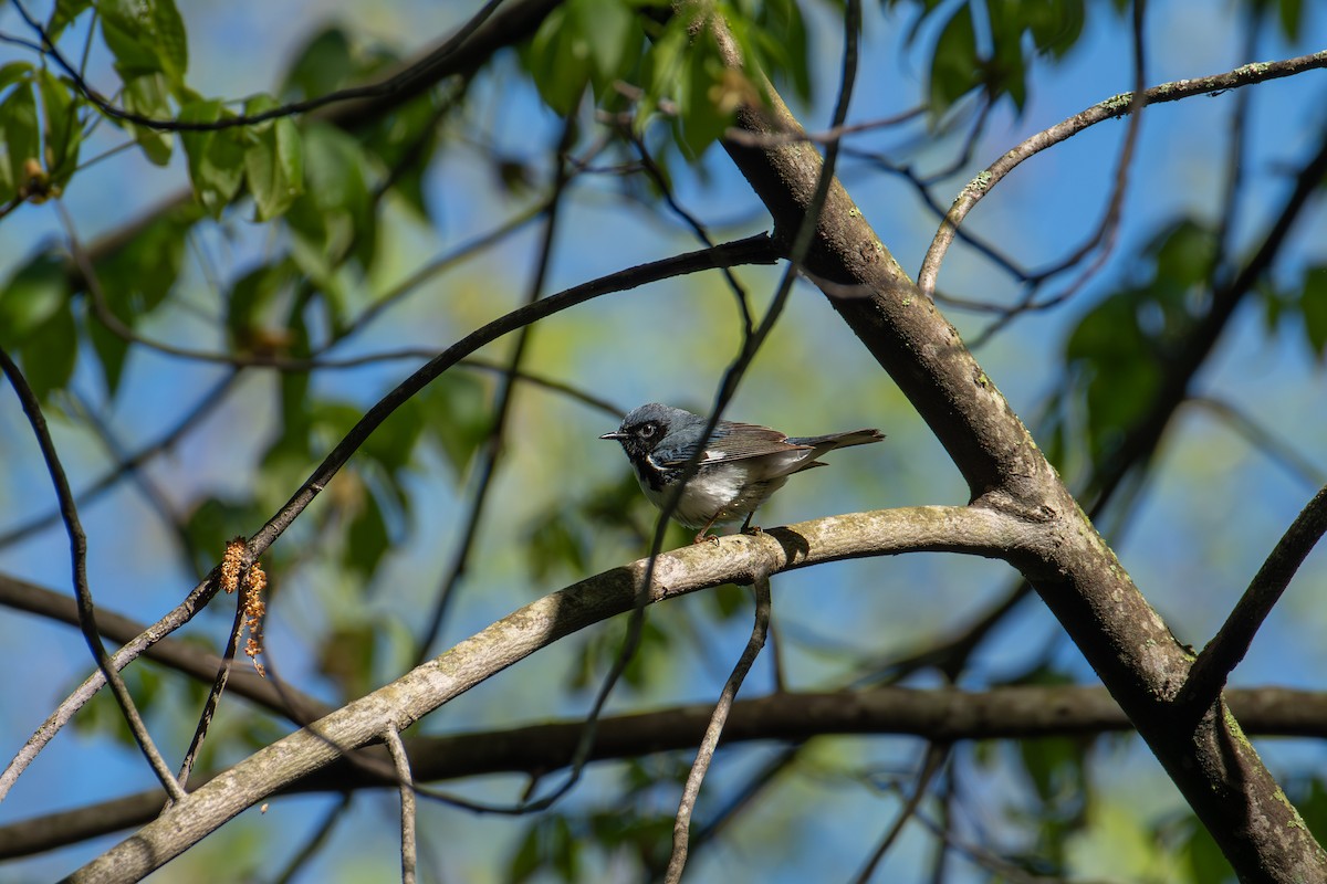 Black-throated Blue Warbler - Alton Spencer