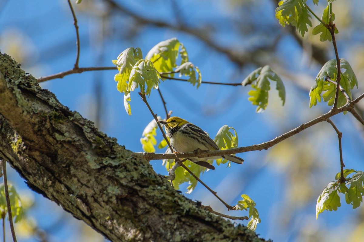 Black-throated Green Warbler - Alton Spencer