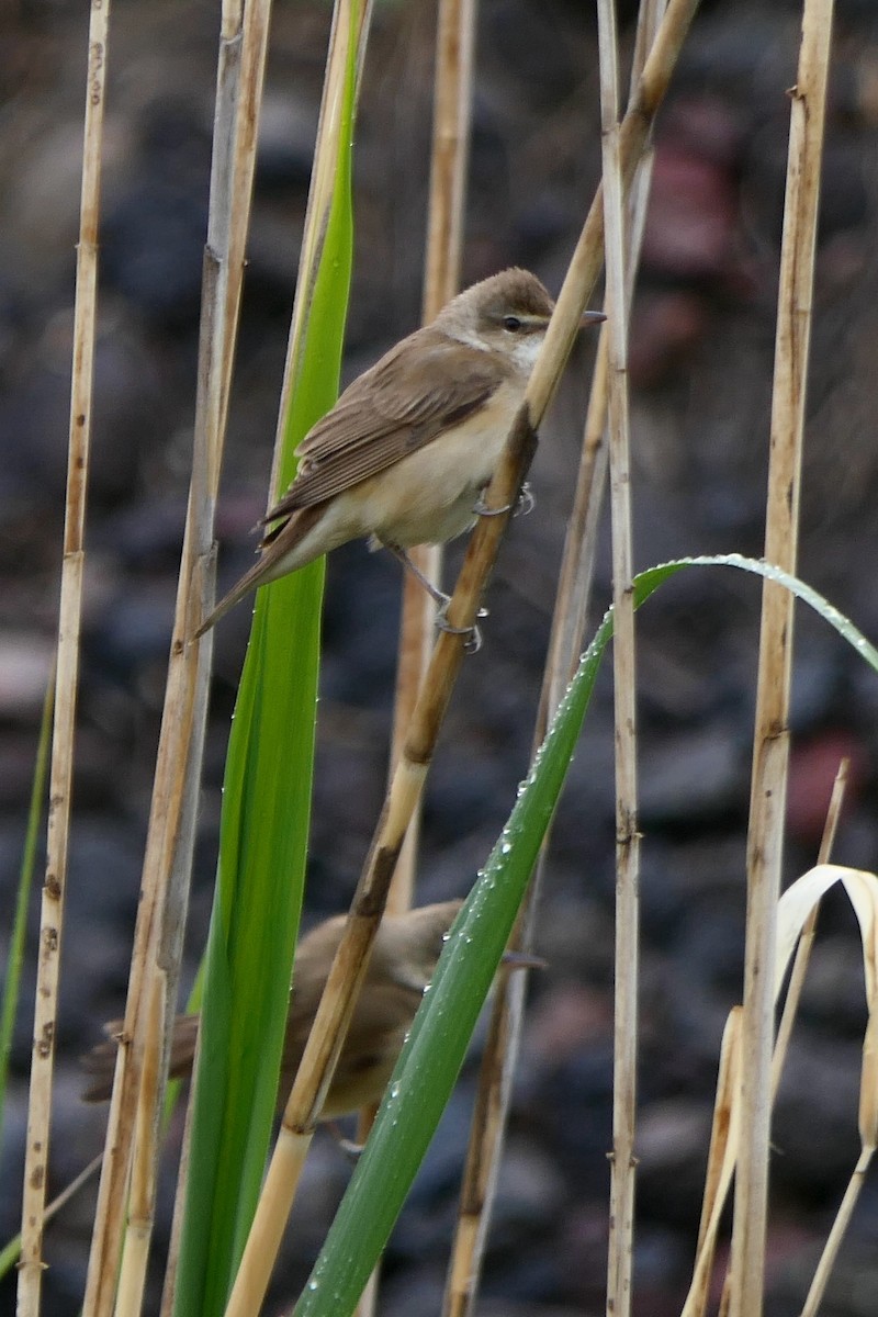Great Reed Warbler - Hein Prinsen