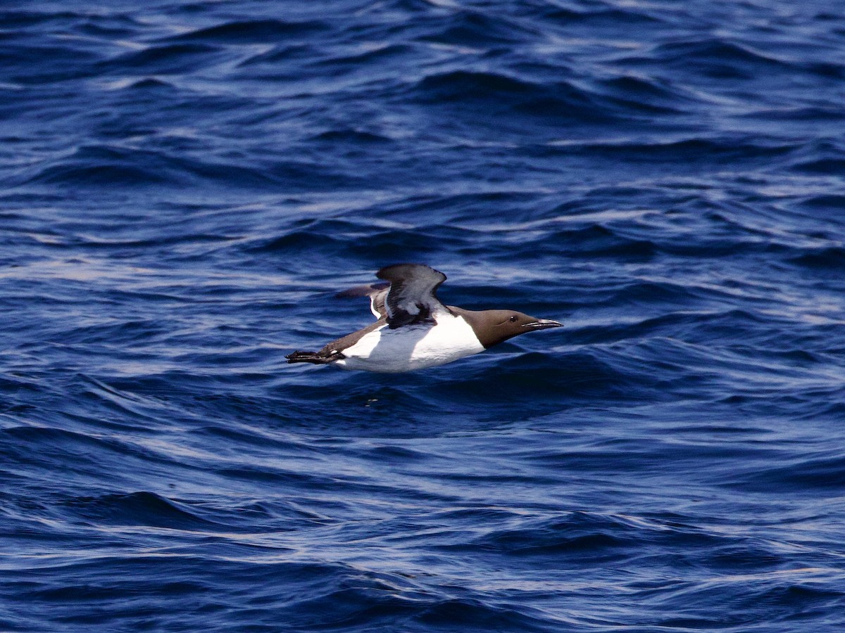 Common Murre - ML619132517