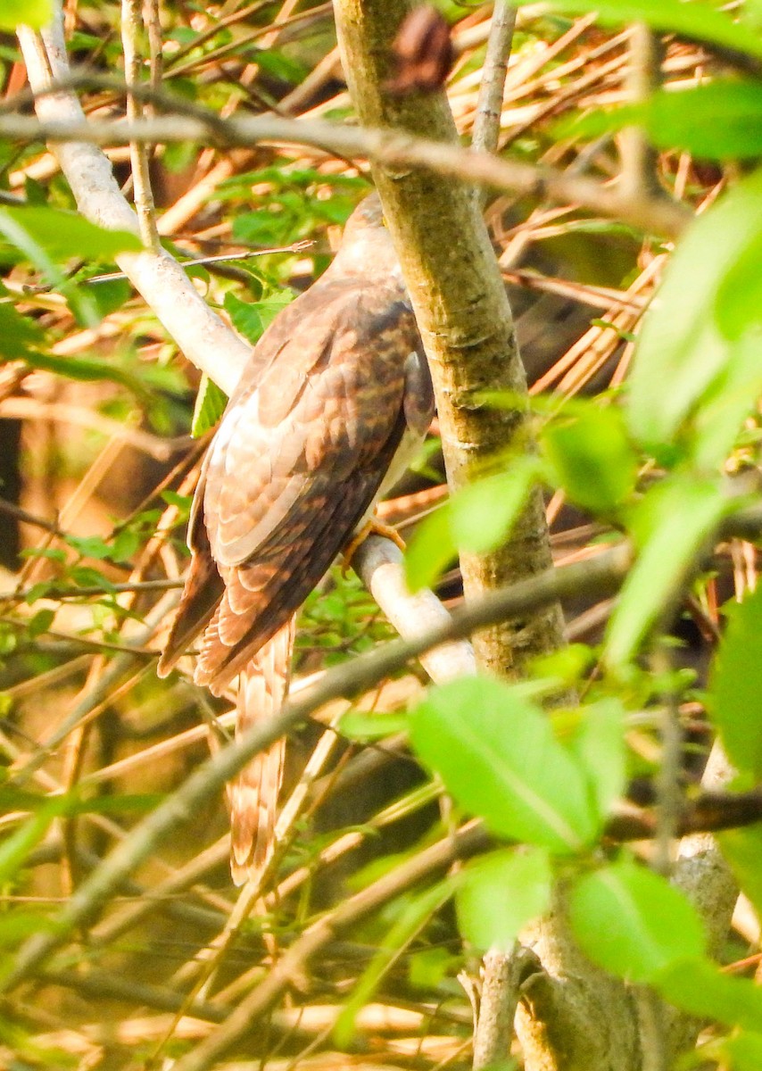 Common Hawk-Cuckoo - HARSHJEET BAL