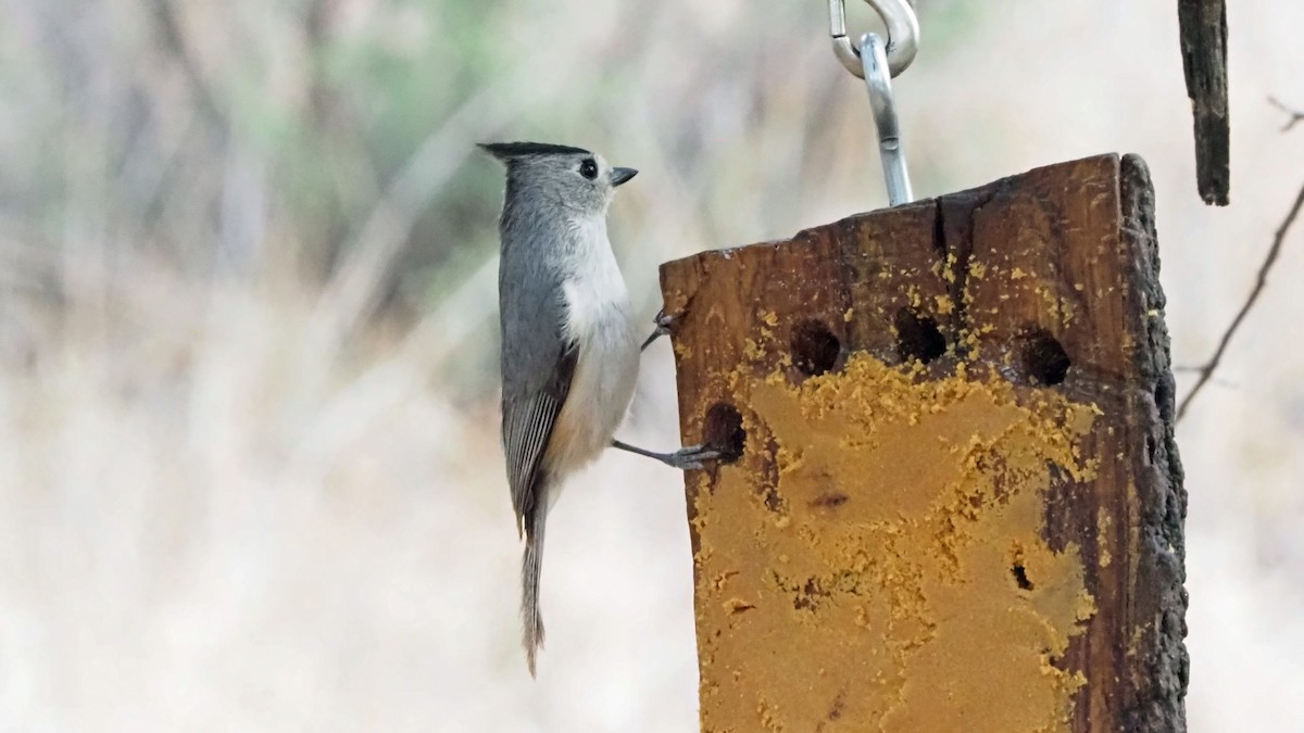 Black-crested Titmouse - Andrew McCormick