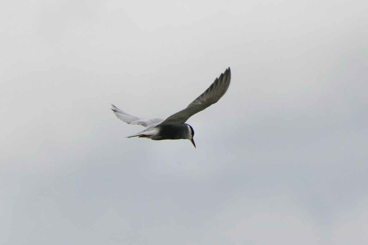 Whiskered Tern - Hein Prinsen