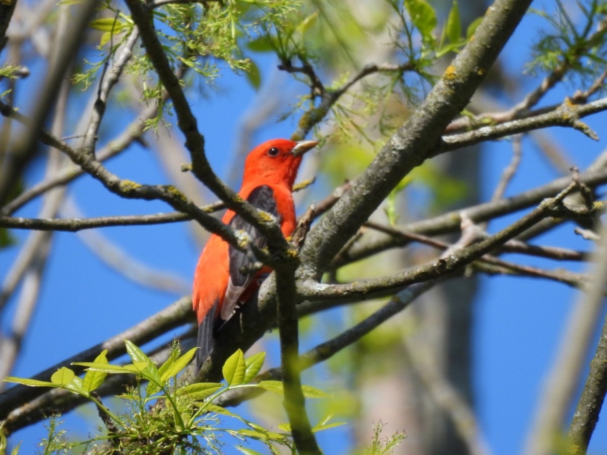 Scarlet Tanager - william gray