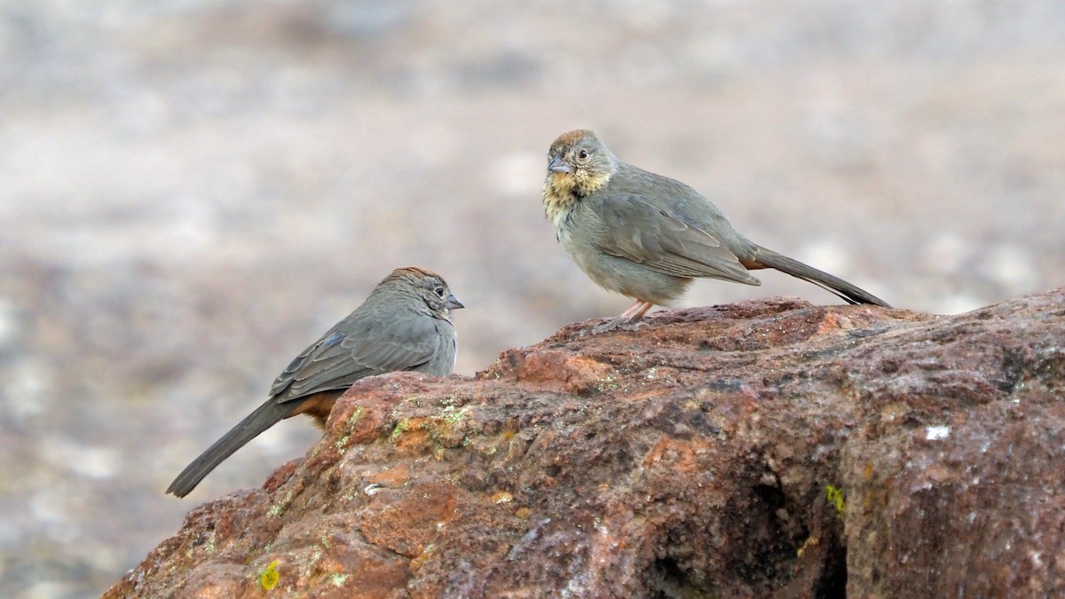 Canyon Towhee - Andrew McCormick