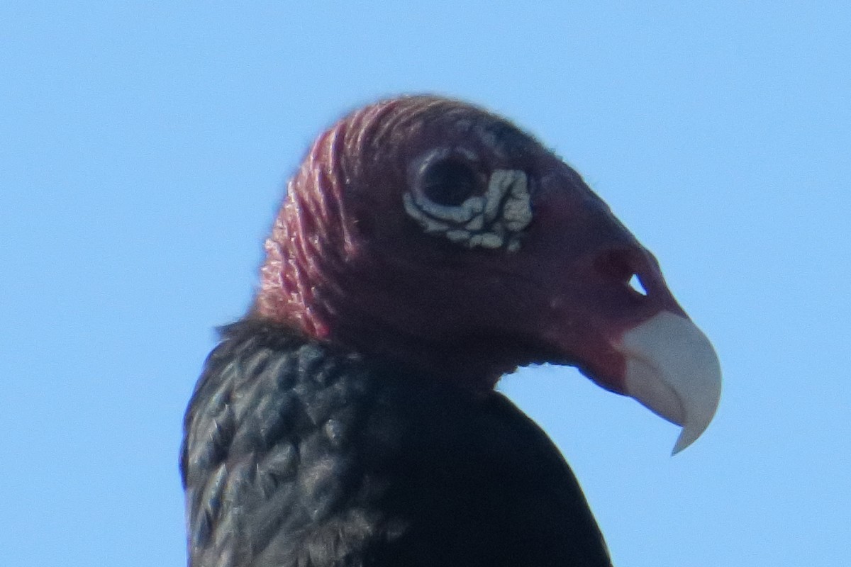 Turkey Vulture - ML619132567