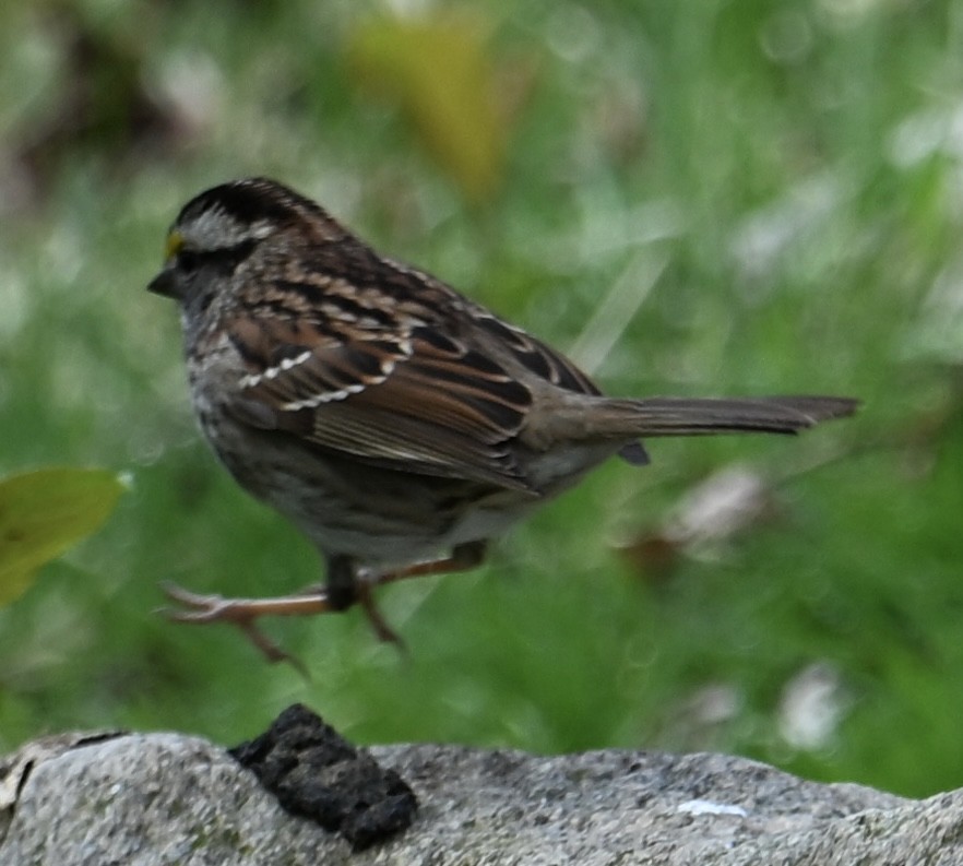 White-throated Sparrow - Jason Soukup