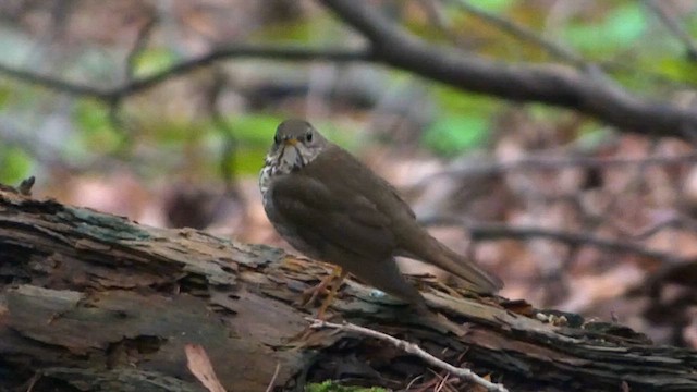 Bicknell's Thrush - ML619132582