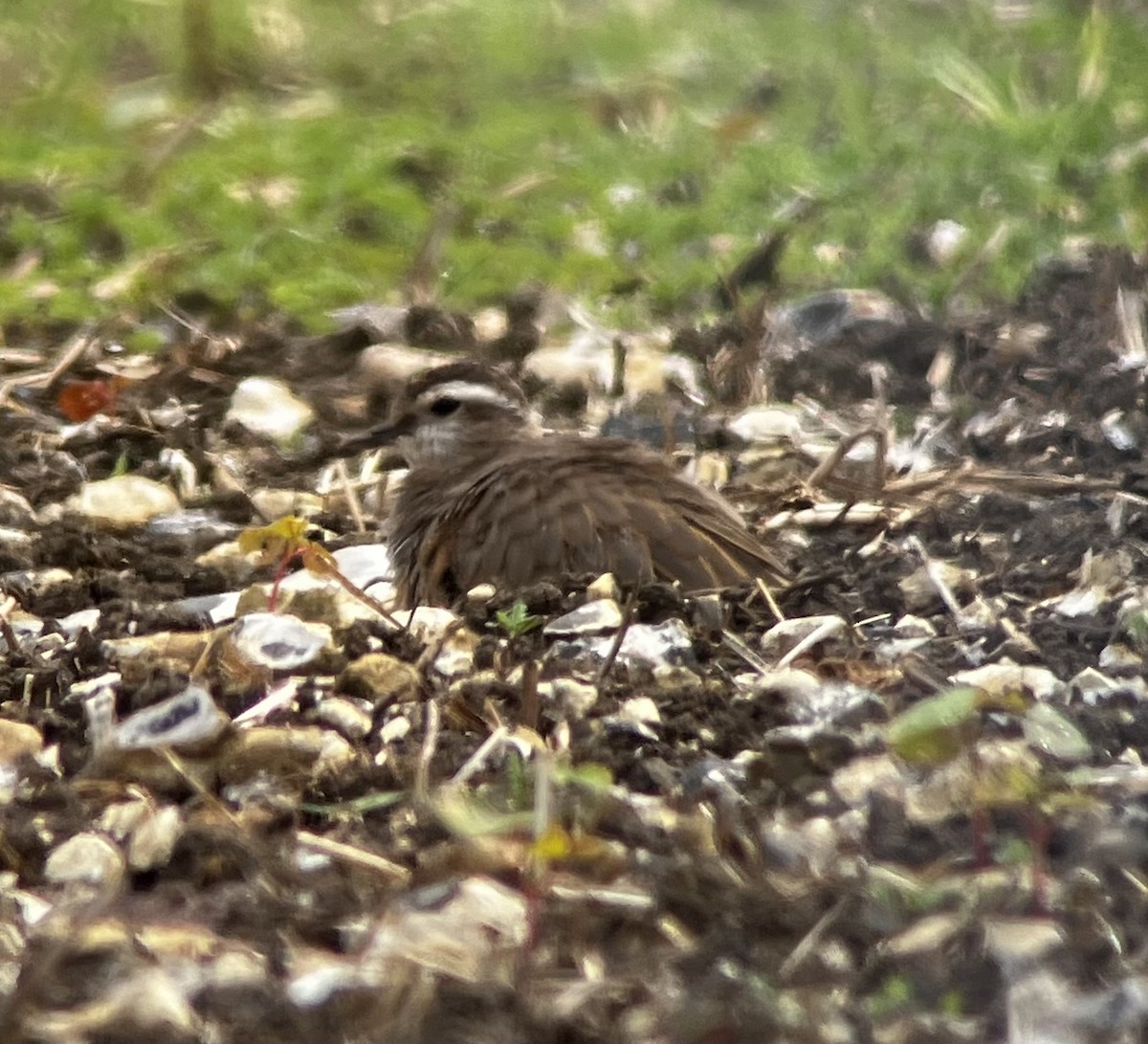 Eurasian Dotterel - Paul James