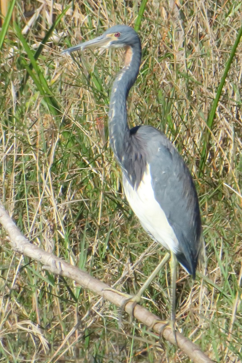 Tricolored Heron - Gail Johnson