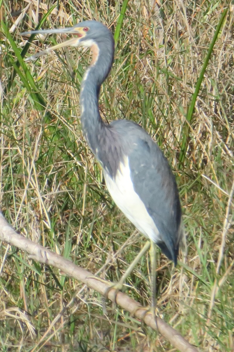 Tricolored Heron - ML619132610