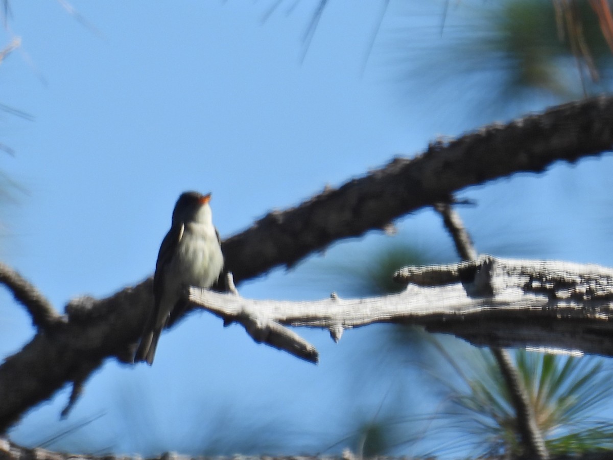 Eastern Wood-Pewee - ML619132618