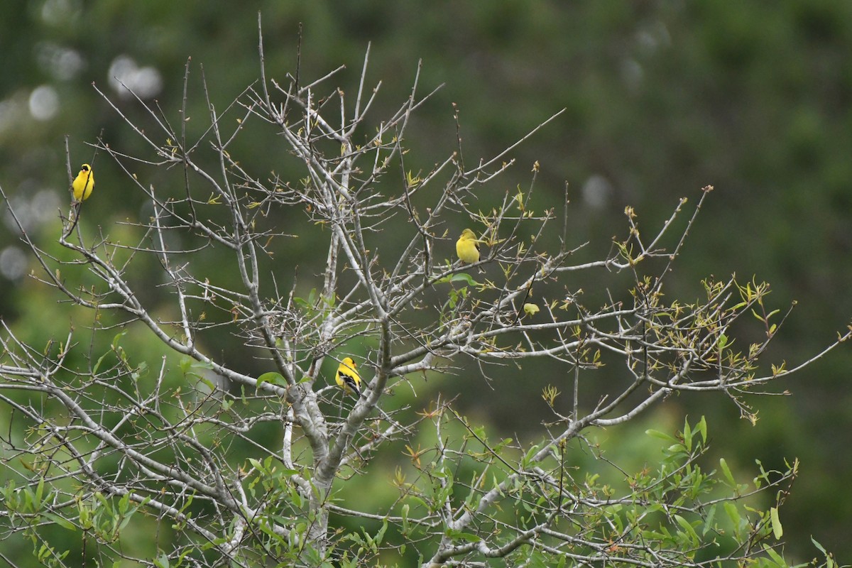 American Goldfinch - ML619132628