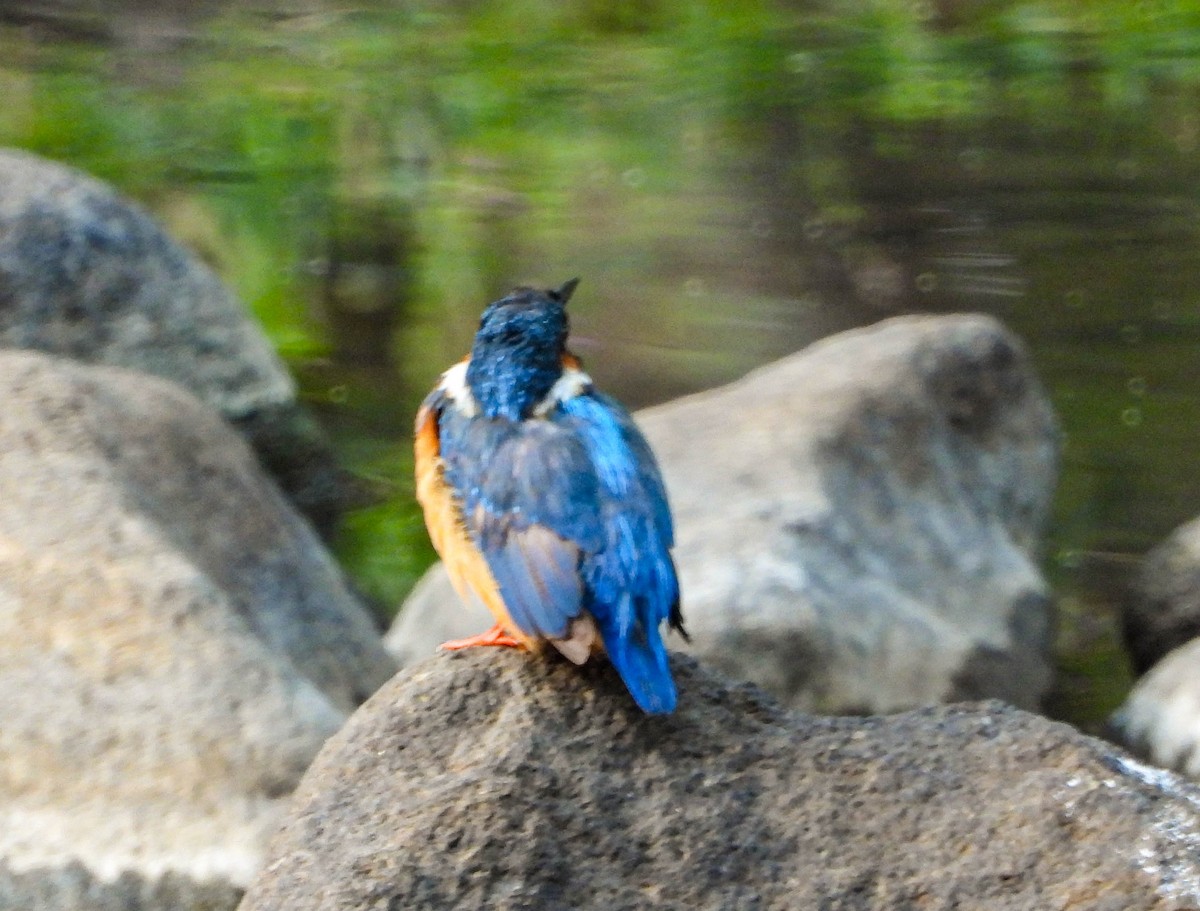 Common Kingfisher - HARSHJEET BAL