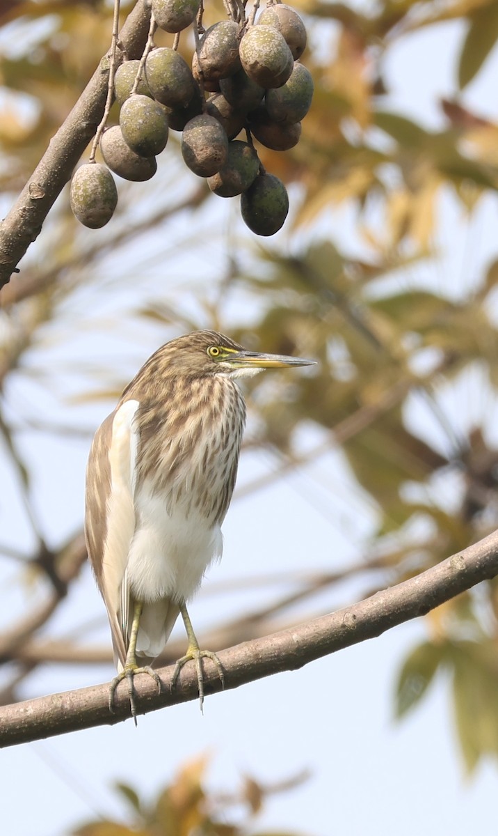 Indian Pond-Heron - Ayan Kanti Chakraborty