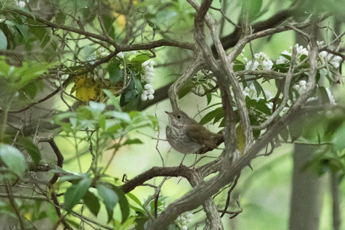 Bicknell's Thrush - ML619132672