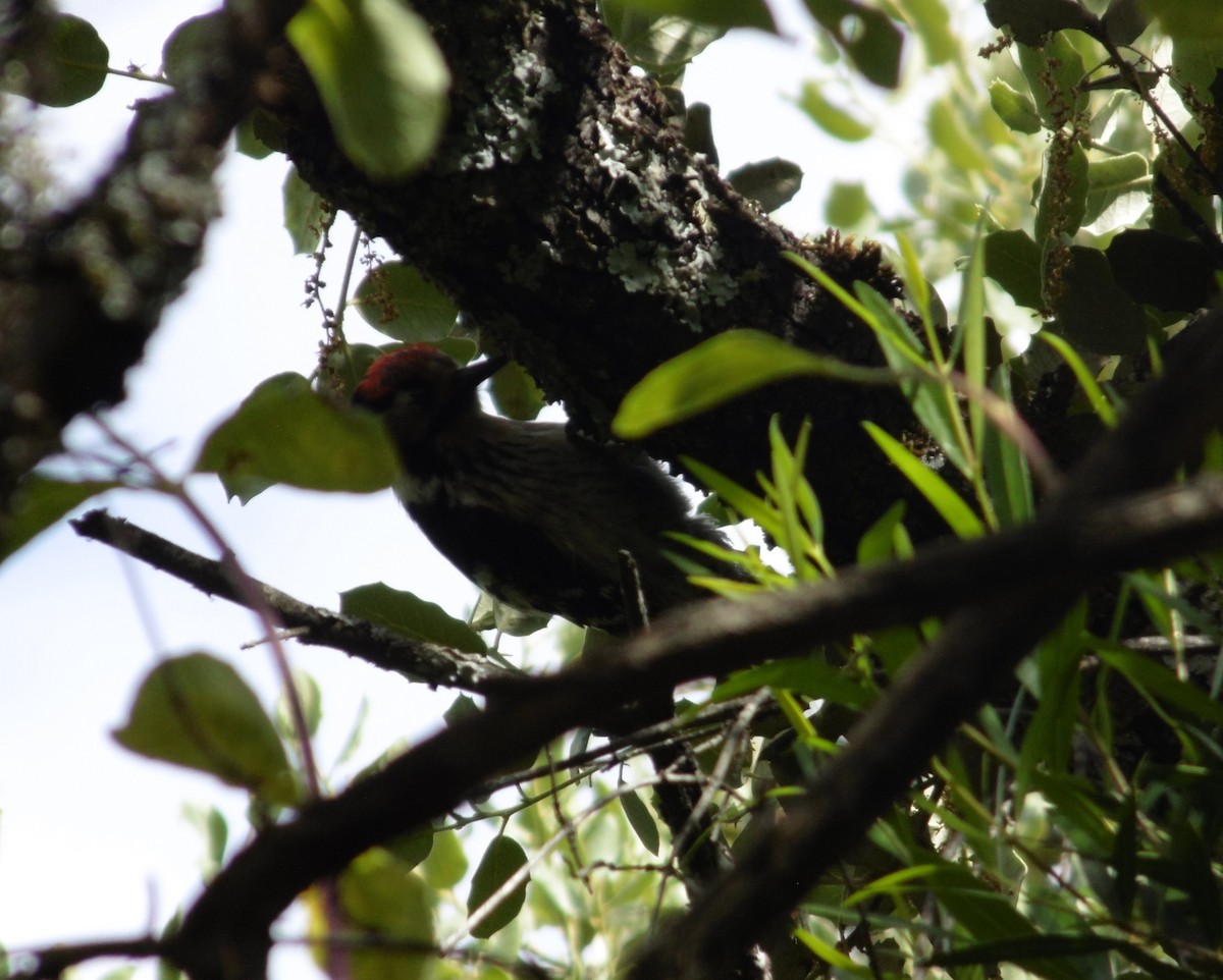 Lesser Spotted Woodpecker - Rafa Al