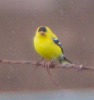 American Goldfinch - ML619132683