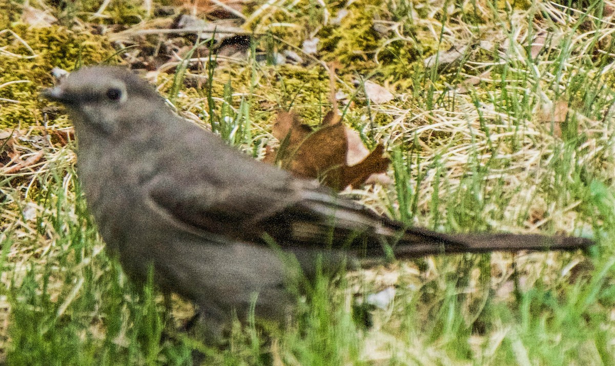 Townsend's Solitaire - Barry Mink