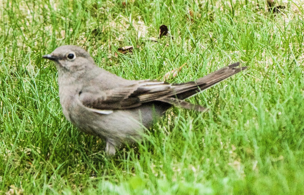 Townsend's Solitaire - Barry Mink