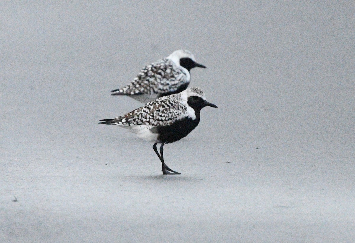 Black-bellied Plover - ML619132726