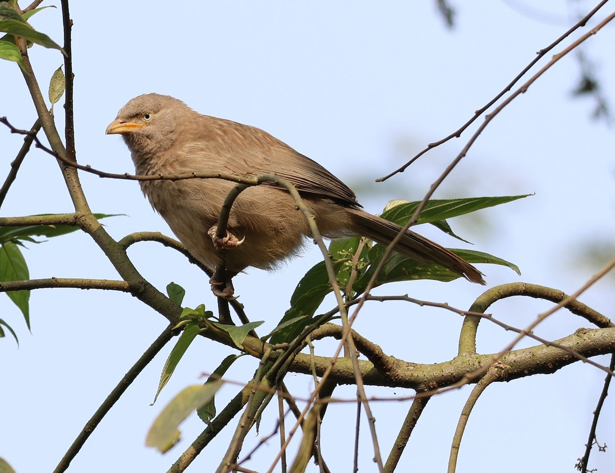 Jungle Babbler - Ayan Kanti Chakraborty