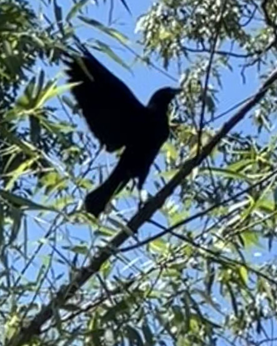 Red-winged Blackbird - Brooks Gallman