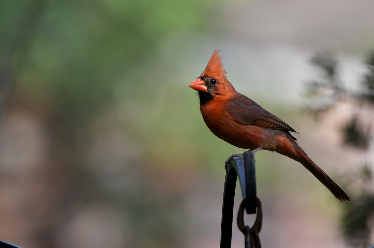 Northern Cardinal - Kevin Smith