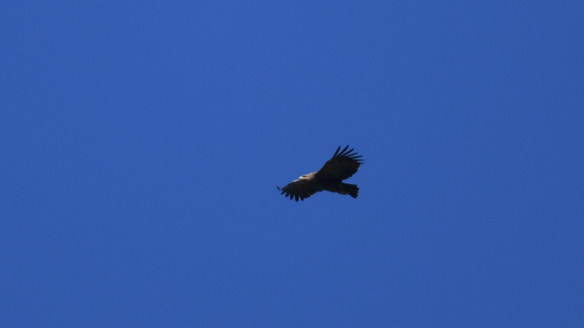 Lesser Spotted Eagle - Vlad Sladariu