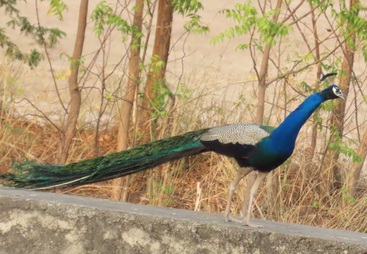 Indian Peafowl - Gargi Dalawat