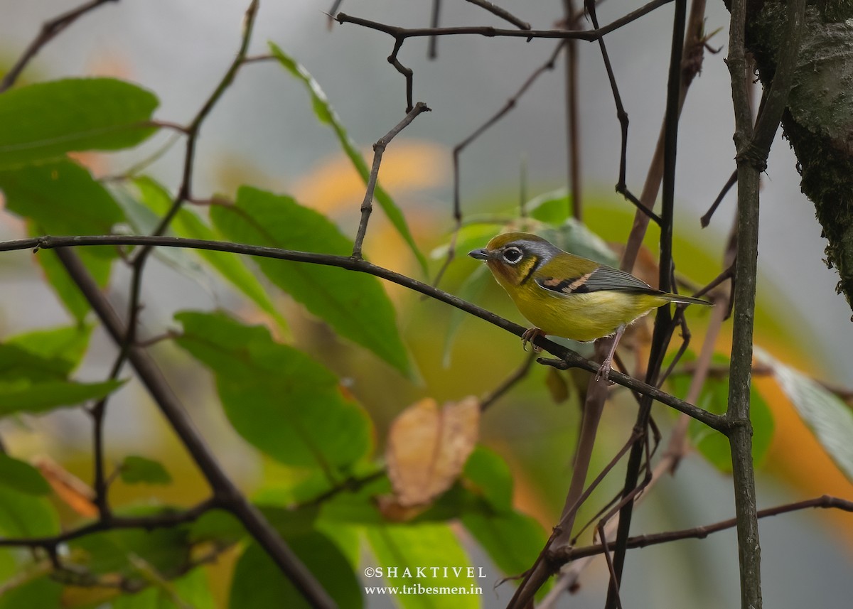 Black-eared Shrike-Babbler - Shakti - Tribesmen.in