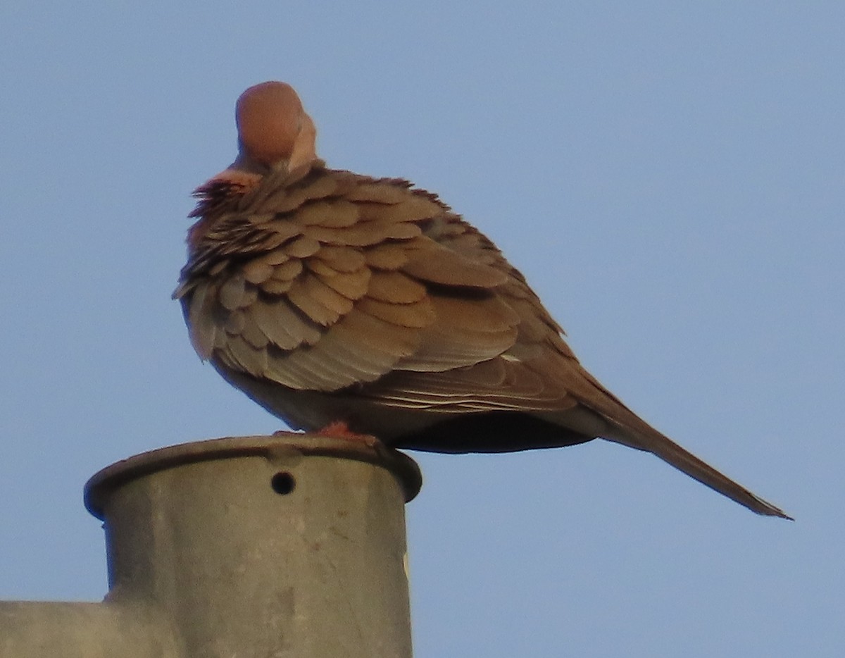 Laughing Dove - ML619132803