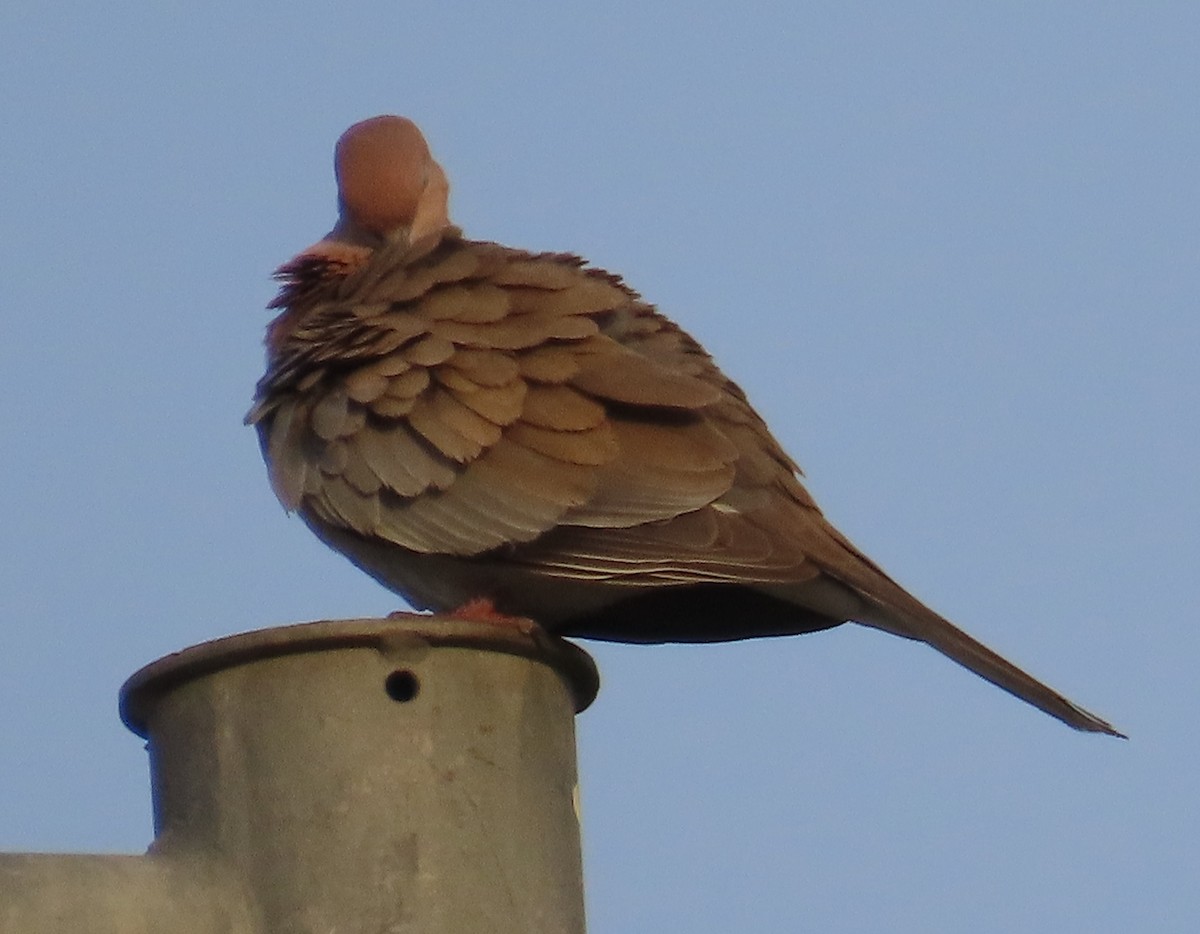 Laughing Dove - Gargi Dalawat