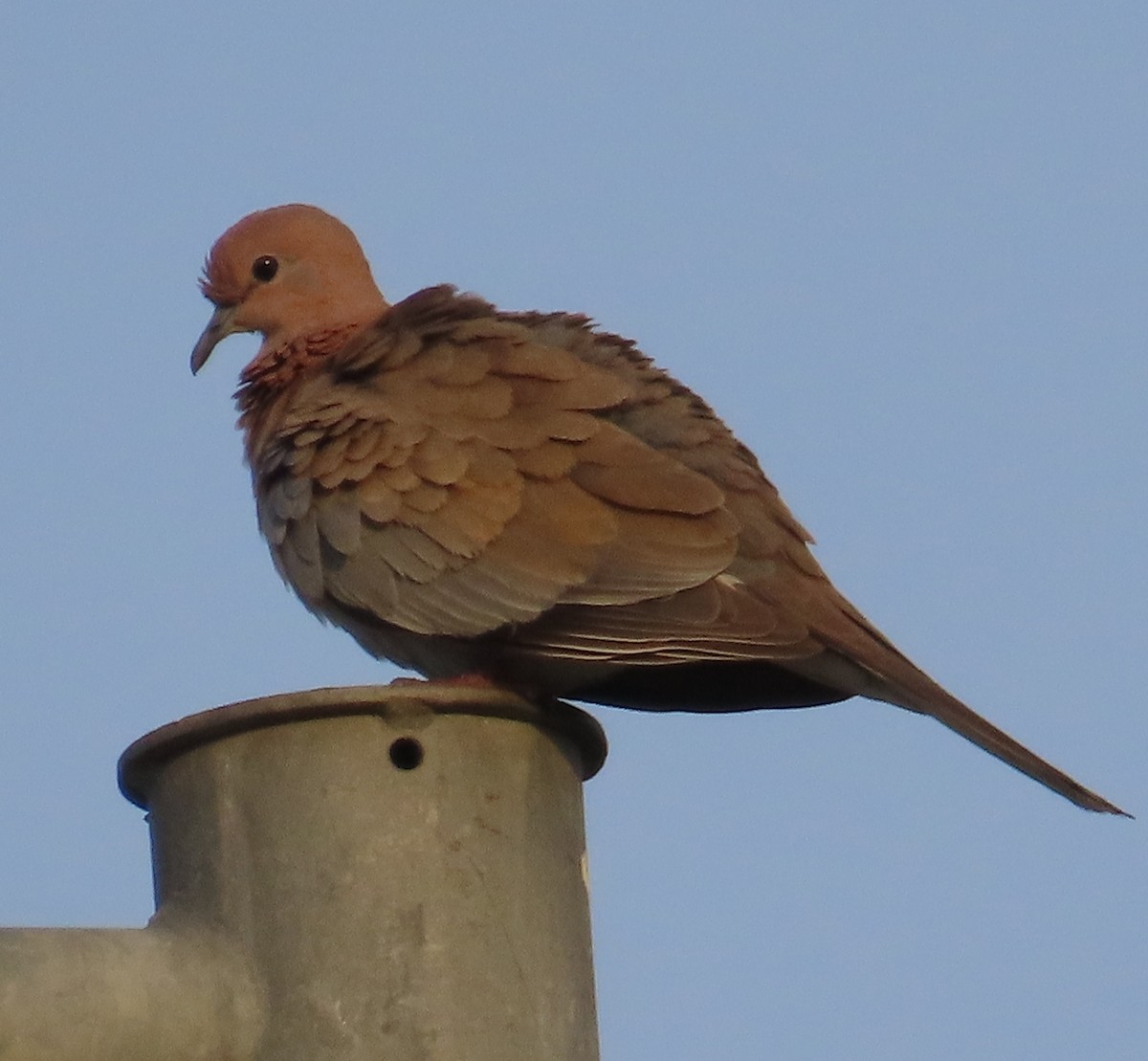 Laughing Dove - ML619132804