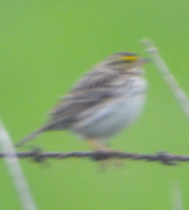 Savannah Sparrow - ML619132805