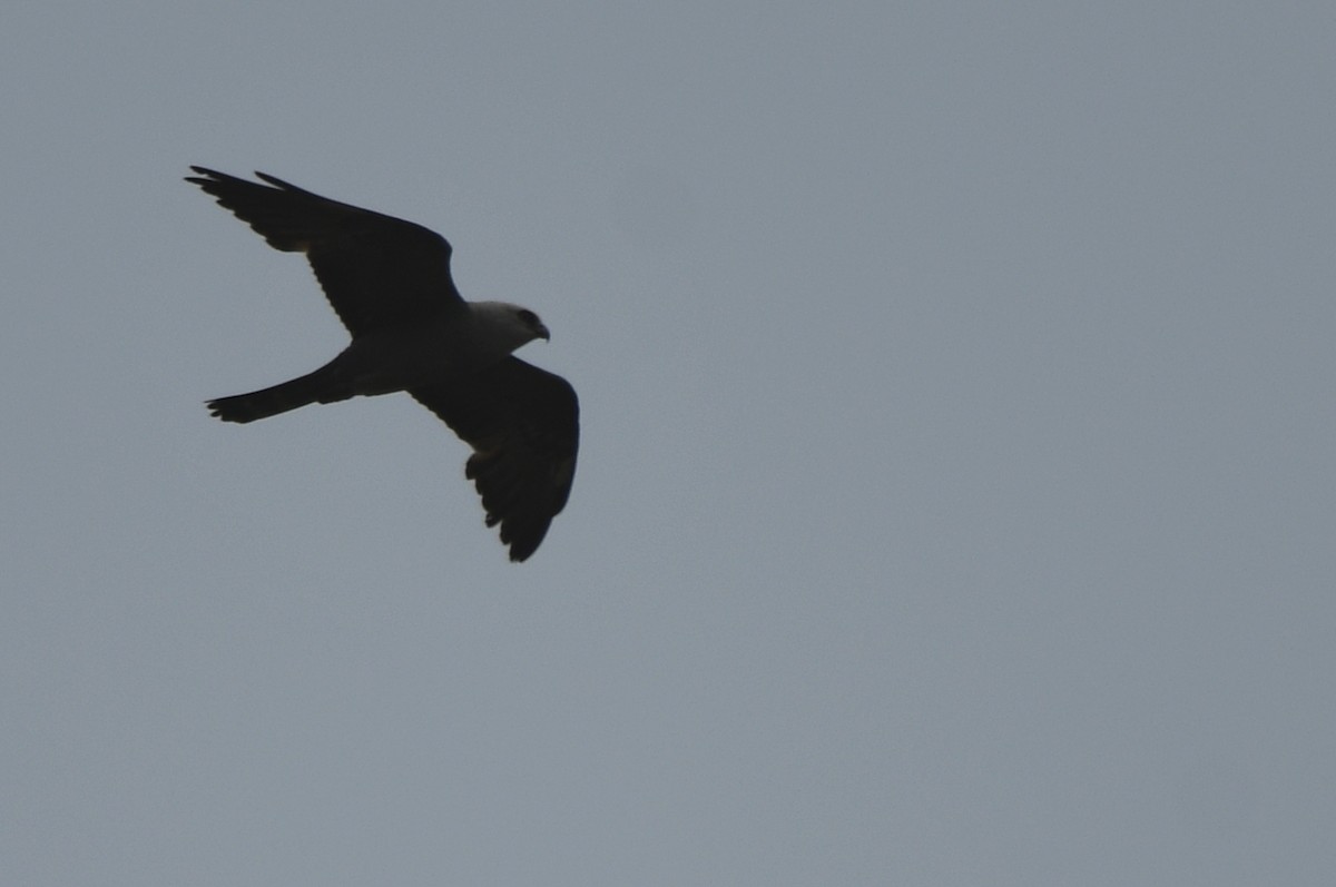 Mississippi Kite - Kevin Smith