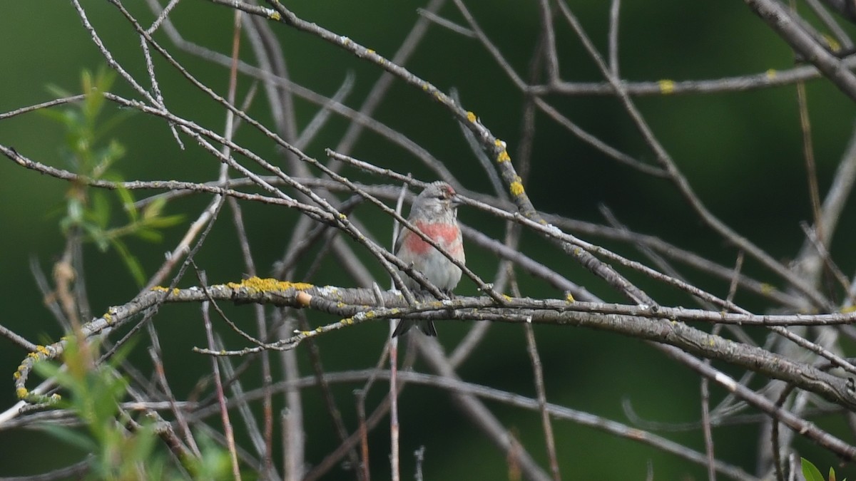 Eurasian Linnet - Vlad Sladariu