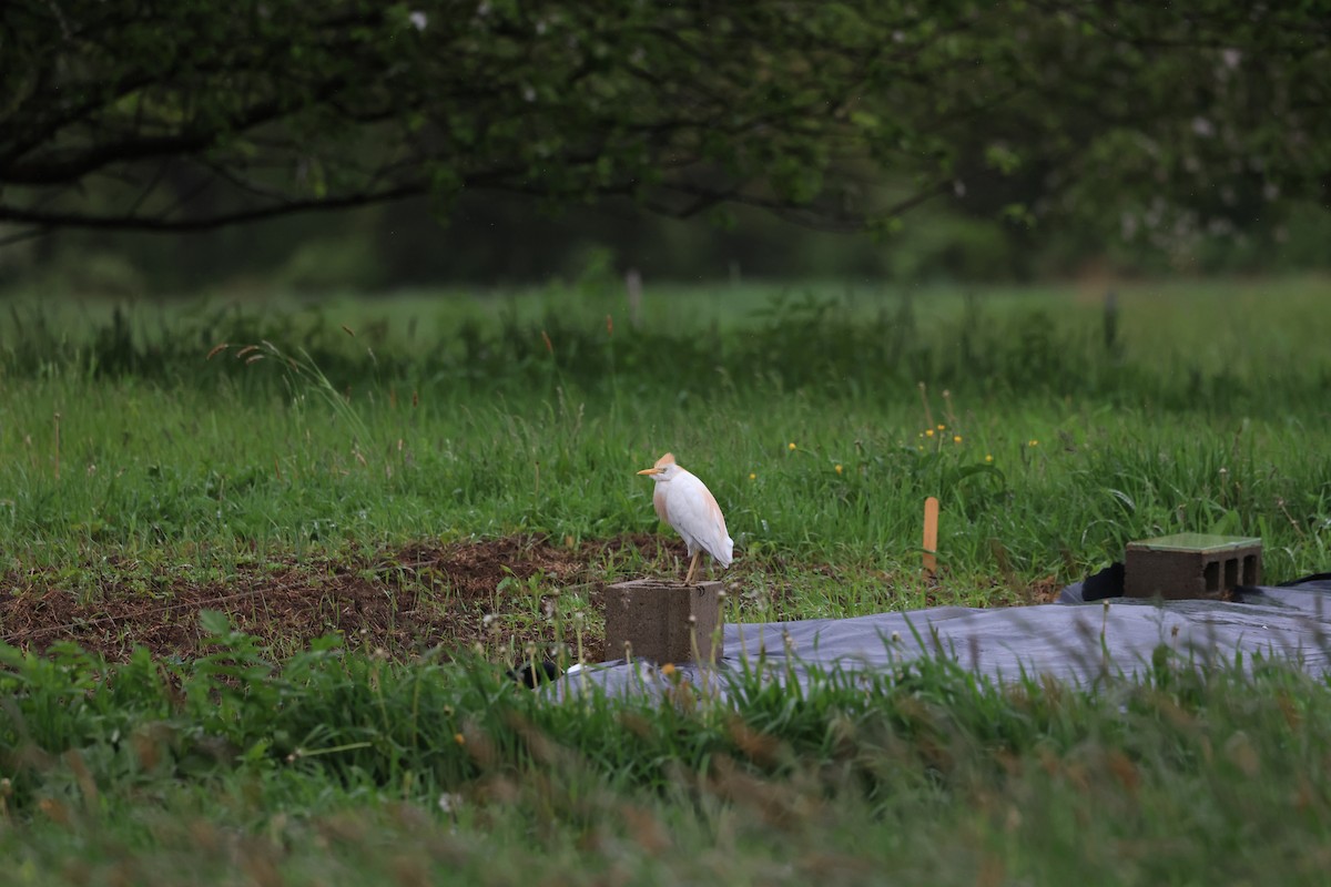 Western Cattle Egret - Zachary Adams