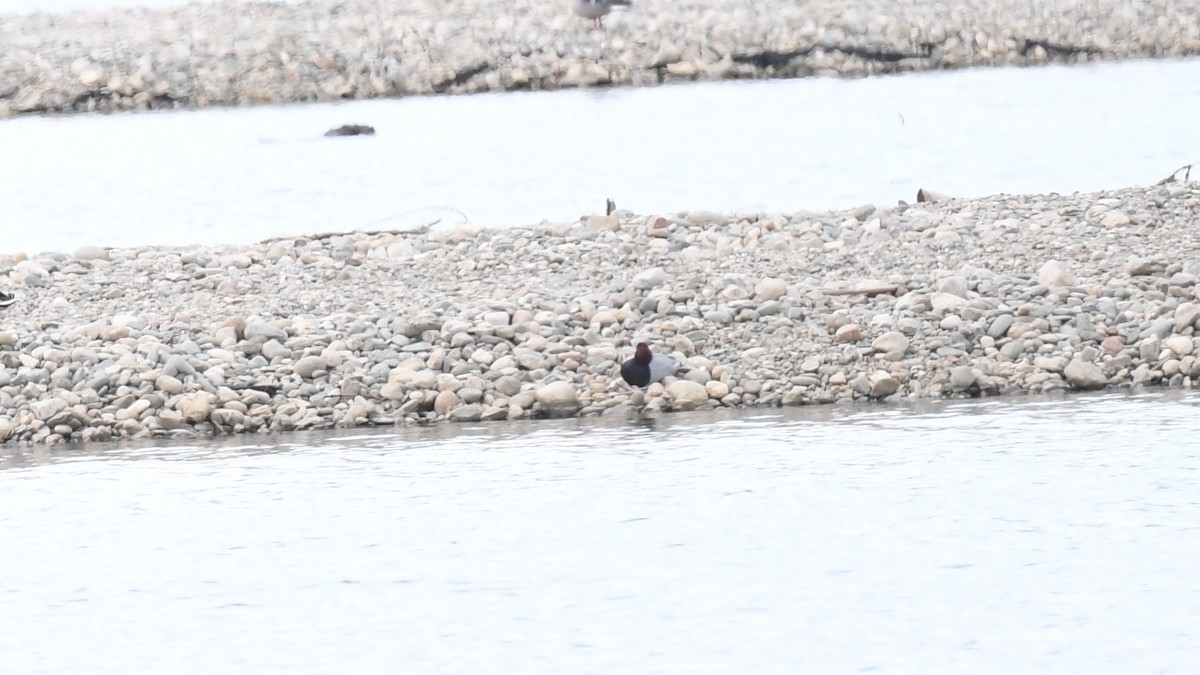 Common Pochard - ML619132819