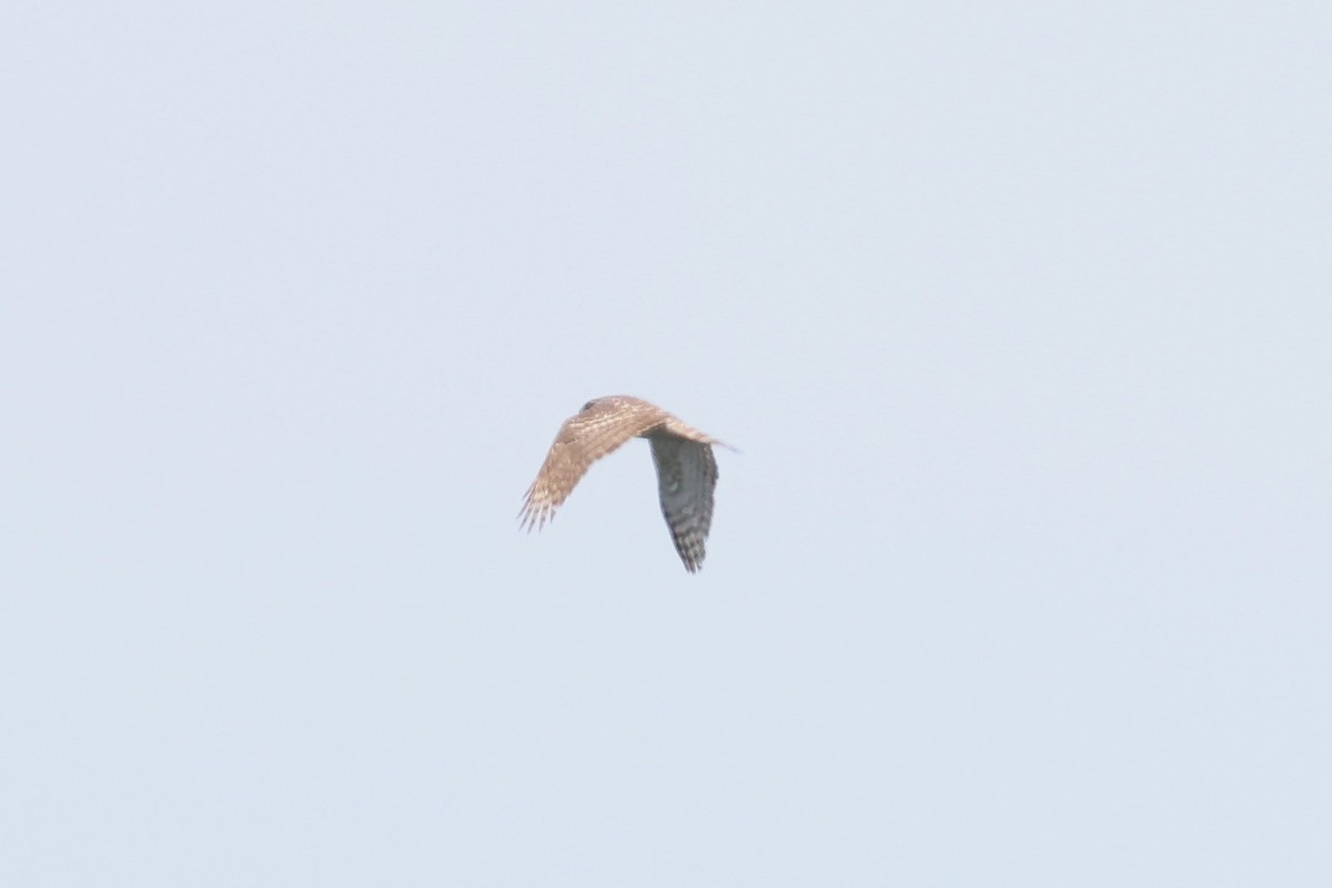 Eurasian Goshawk - 志民 蘇